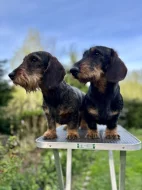 Jezevčík drsnosrstý standard