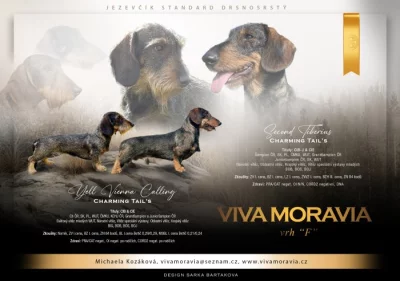 Jezevčík drsnosrstý standard