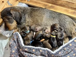 Jezevčík drsnosrstý standard