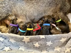 Jezevčík drsnosrstý standard