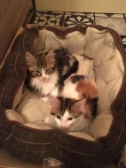 Mainská mývalí koťátka bez pp