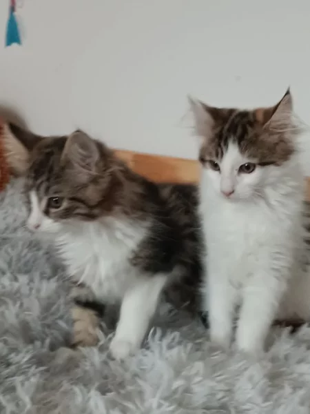 Mainská mývalí koťátka bez pp