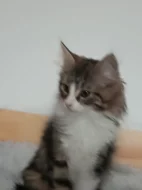 Mainská mývalí koťátka bez pp