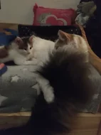 Mainská mývalí koťátka bez pp