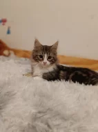 Mainská mývalí koťátka bez pp