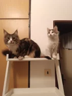 Mainská mývalí koťátka bez pp