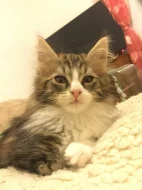 Mainská mývalí koťátka bez pp