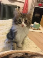 Mainská mývalí koťátka bez pp