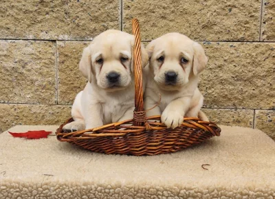 Nabídka štěňat labradorského retrievera