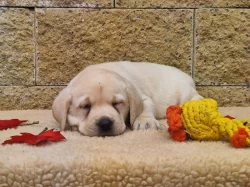 Nabídka štěňat labradorského retrievera