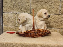 Nabídka štěňat labradorského retrievera