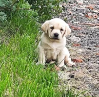 Nabídka štěňat labradorského retrievera