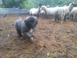 Šarplaninský pastevecký pes