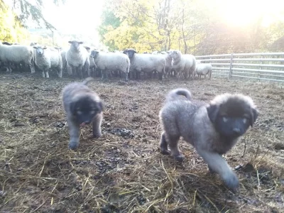 Šarplaninský pastevecký pes