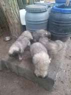 Šarplaninský pastevecký pes