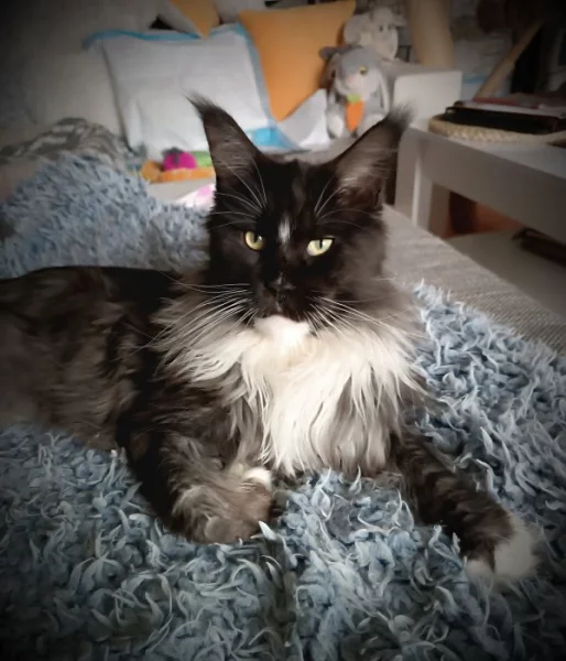 Mainská mývalí s PP