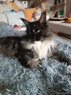 Mainská mývalí s PP