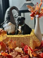 Stafordšírský bulteriér s PP