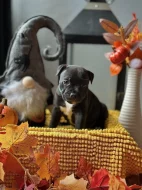 Stafordšírský bulteriér s PP