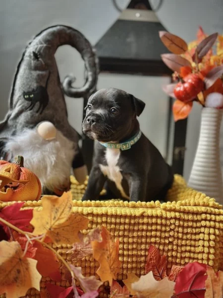 Stafordšírský bulteriér s PP