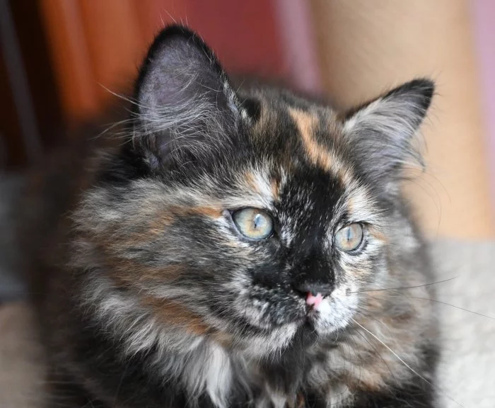 Želvovinová sibiřská kočička