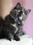 Želvovinová sibiřská kočička