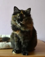 Želvovinová sibiřská kočička