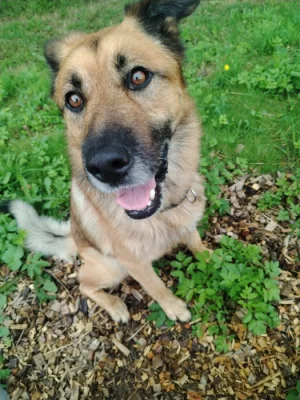 Darují psa je to Německy  ovčáka s Vlčákem