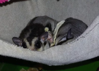 vakoveverka létavá