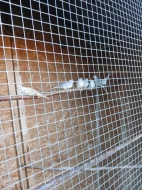 Holoubek diamantový