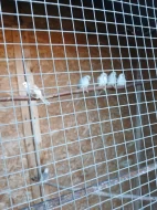 Holoubek diamantový