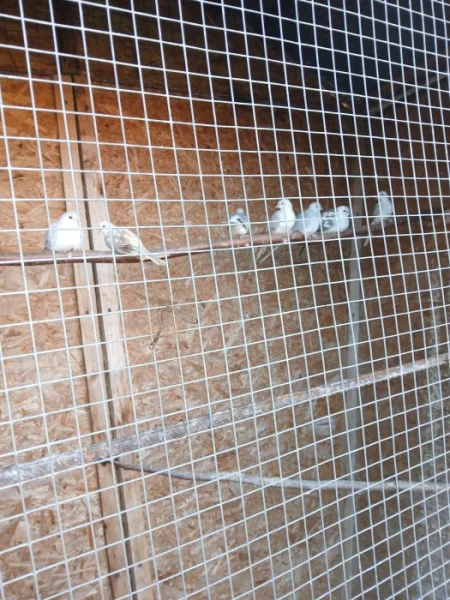 Holoubek diamantový