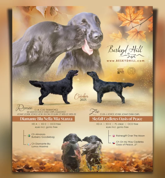 černá štěňátka flat coated Retrívr s PP