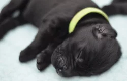 černá štěňátka flat coated Retrívr s PP