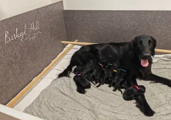 černá štěňátka flat coated Retrívr s PP