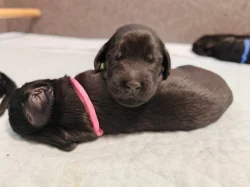 černá štěňátka flat coated Retrívr s PP