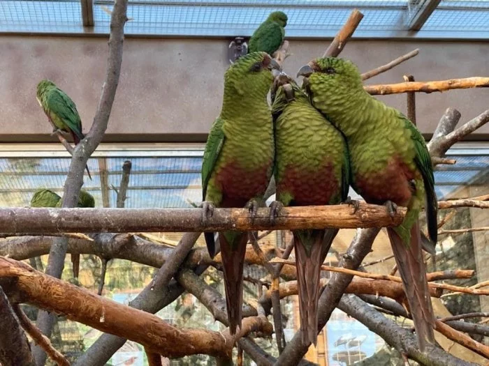 Kogna smaragdový jižní