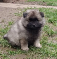 Německý špic vlčí / keeshond prodám štěňata s PP