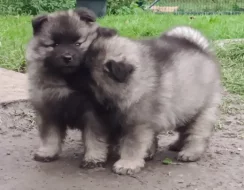 Německý špic vlčí / keeshond prodám štěňata s PP