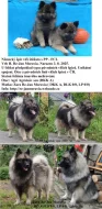 Německý špic vlčí / keeshond prodám štěňata s PP