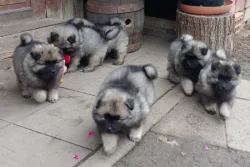 Německý špic vlčí / keeshond prodám štěňata s PP