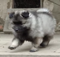 Německý špic vlčí / keeshond prodám štěňata s PP