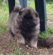 Německý špic vlčí / keeshond prodám štěňata s PP
