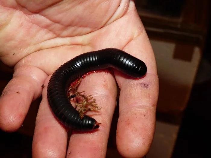 Mnohožka červenonohá (Epibolus pulchripes)