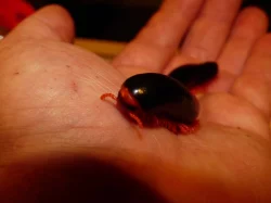 Mnohožka červenonohá (Epibolus pulchripes)