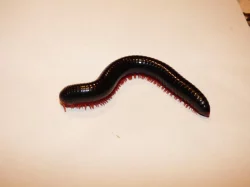 Mnohožka červenonohá (Epibolus pulchripes)