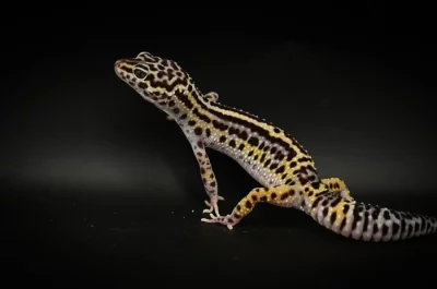 Prodám 2 samce a 8 samic gekončíka nočního z mého odchovu s určenou genetikou.