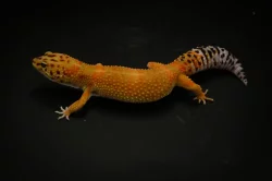 Prodám 2 samce a 8 samic gekončíka nočního z mého odchovu s určenou genetikou.