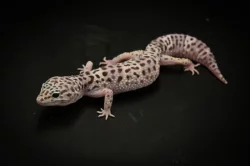 Prodám 2 samce a 8 samic gekončíka nočního z mého odchovu s určenou genetikou.