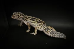 Prodám 2 samce a 8 samic gekončíka nočního z mého odchovu s určenou genetikou.